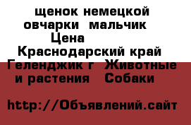 щенок немецкой овчарки (мальчик) › Цена ­ 5 000 - Краснодарский край, Геленджик г. Животные и растения » Собаки   
